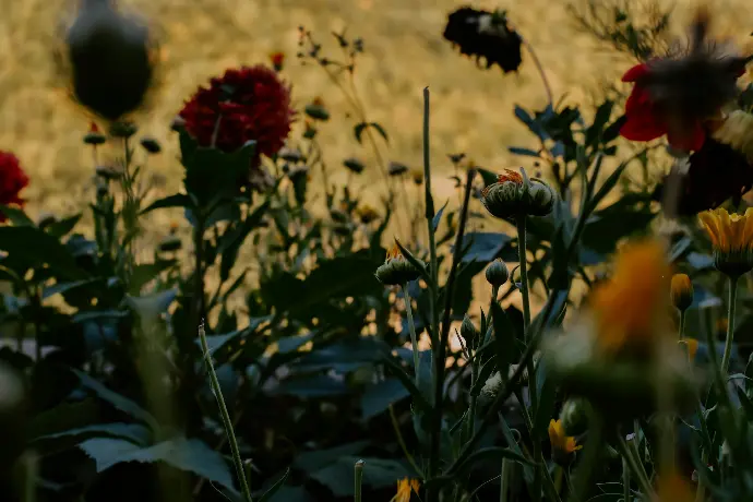 a bunch of flowers that are in the grass